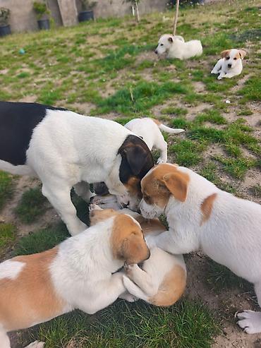 york terrier: Cek rassel teryer, 2 ay, Ünvandan götürmə — 5