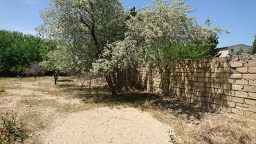 Torpaq sahələrinin satışı: 25 sot, Tikinti, Makler, Kupça (Çıxarış) -da lalafo.az — 7 Torpaq sahələrinin satışı: 25 sot, Tikinti, Makler, Kupça (Çıxarış) — 7