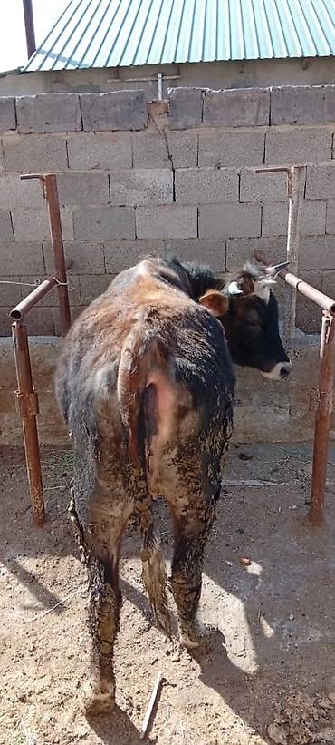 Коровы, быки: Продаю | Корова (самка) — 7
