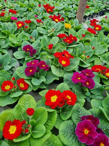 Otaq bitkiləri: 1Gullerin satişi unvanniza odenişli çatrlmada var karistan karpiz — 8