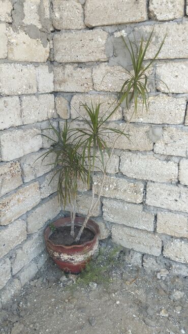 dracena gulu: Drasena drakon agaci.hundurluk 160 sm dibceyle birge dibcey 30 sm