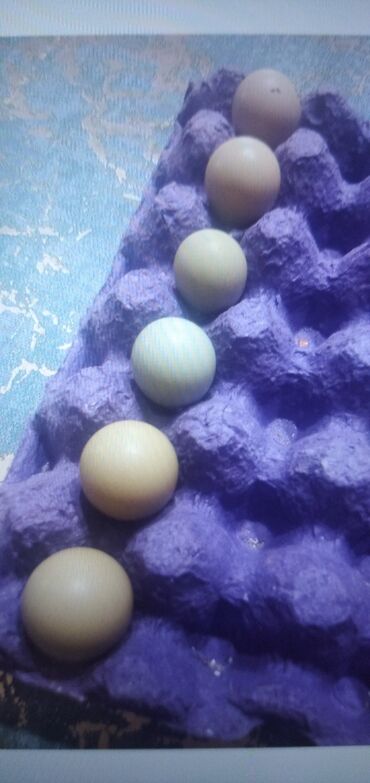 mayalı yumurta: Sumqayıt şəhəri
qırqovul yumurtası 
1ədəd 1 MANAT