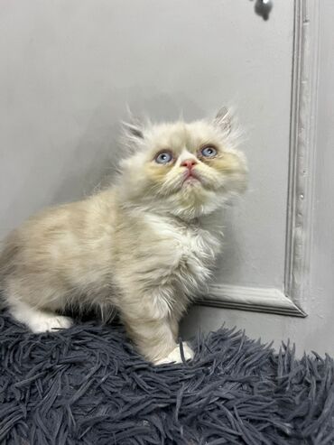 Pişiklər: Dişi, Erkək, Yaxşı əllərə, Ünvandan götürmə -da lalafo.az — 23 Pişiklər: Dişi, Erkək, Yaxşı əllərə, Ünvandan götürmə — 23