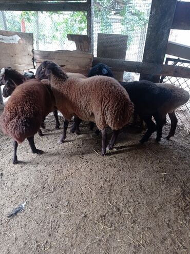Qoyunlar, qoçlar: Erkək, Qala, il: 1, 75 kq, Damazlıq, Ünvandan götürmə -da lalafo.az — 8 Qoyunlar, qoçlar: Erkək, Qala, il: 1, 75 kq, Damazlıq, Ünvandan götürmə — 8