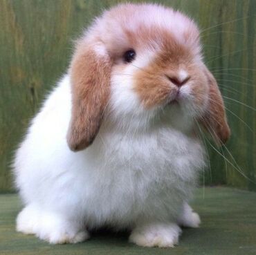 Dovşanlar: 🐇 Holland Minilop – Qalib Cins Balaca Dovşanlar Satılır! 🌟 Tam saf — 2