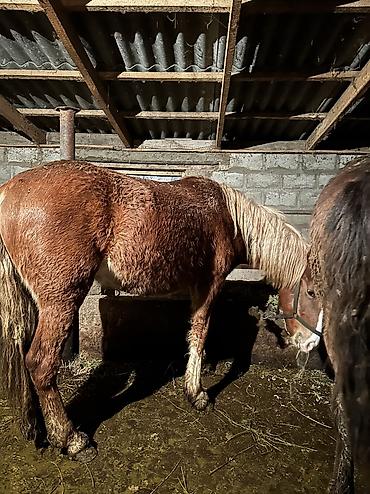 Лошади, кони: Продаю | Кобыла (самка), Конь (самец), Жеребенок | Полукровка | На забой, Для разведения, Для молока — 18