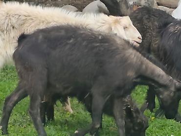 Козы, козлы: Продаю | Коза (самка), Козёл (самец), Козлёнок — 18