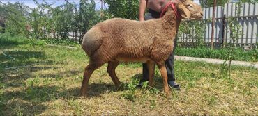 продажа баранов в бишкеке: Продаю | Баран (самец) | Арашан