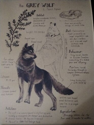 Şəkillər, tablolar: Məhsul: Təbiət mövzulu vintage üslubunda illüstrasiya posterləri — 10