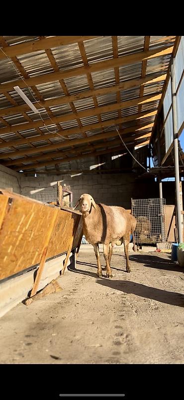 Баран, овца: Продаю | Баран (самец) | Арашан | Для разведения | Осеменитель — 5