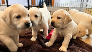 it sortlari: Labrador-retriver, 2 ay, Erkek, Peyvəndli