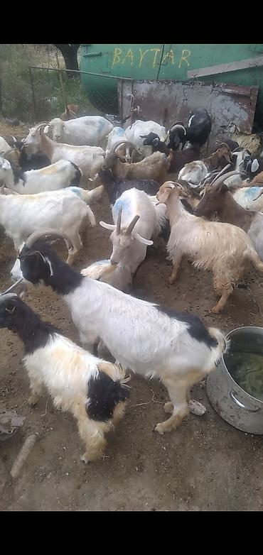 cins inek: 88 baş keçi satılır 13000-ə deyilir razılaşmaq olar — 4