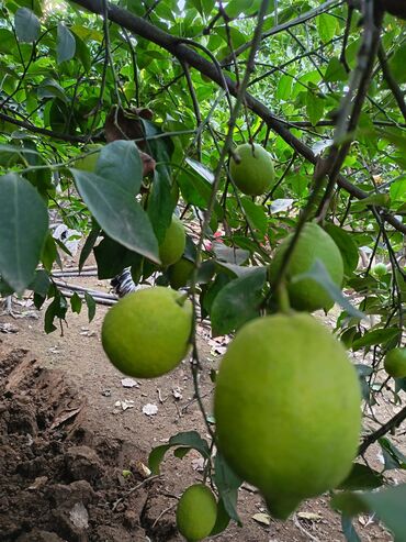 Meyvə və giləmeyvə: Məhsul: Bağdan təzə sitrus meyvələri – limon və portağal/mandarin — 1