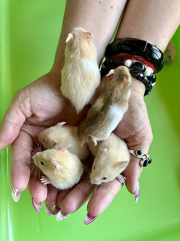 Хомяки: Продаются хомячки джунгарские, сирийские, ангорские пушистые хомячки — 4