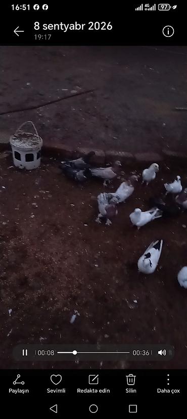 heyvan yemlərinin satışı: 19 EDEDDI HAMSI SATILIR RIYAL ALICIYLA RAZILAWARAM Ev — 2