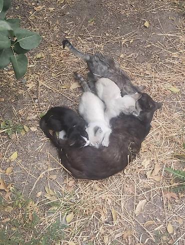 Отдам даром кошку: 🐾 ИЩЕМ ДОМ ДЛЯ КОТЯТ! 🏠❤️ РАЙОН ЮГ-2 Во дворе нашего дома живут 4 — 2