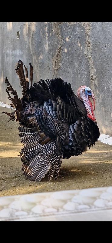 Erkək, Damazlıq lalafo.az -da Erkək, Damazlıq