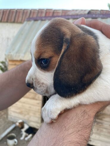beagle satilir: Biql iti.1 ay 15 günlük cins itdir. dişisi və erkəyi var .Tam sağlam