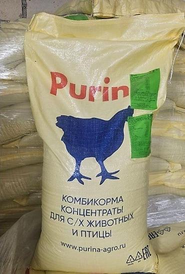 cins buzovların satışı: Toyuq, Broyler, Ətlik, Pulsuz çatdırılma — 5