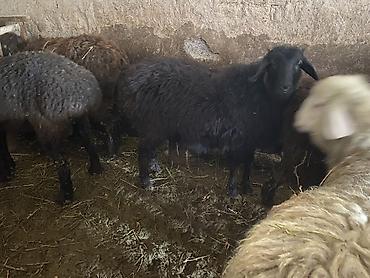 Баран, овца: Продаю | Ягненок, Баран (самец) | Полукровка | На забой, Для разведения, Для шерсти | Осеменитель, Ярка at lalafo.kg — 1 Баран, овца: Продаю | Ягненок, Баран (самец) | Полукровка | На забой, Для разведения, Для шерсти | Осеменитель, Ярка — 1