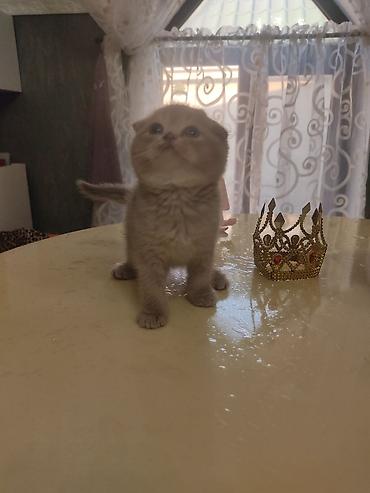 Pişiklər: Britan yastı qulaq — 8