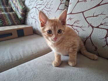 рыжий вислоухий котенок купить: Рыжий котенок с полосатым окрасом. Уши стоячие, мордочка
