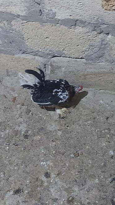 çolpa: Salam yaponka xoruzları satılır akdiv xoruzlardı 4 ədəd xoruzdu — 1