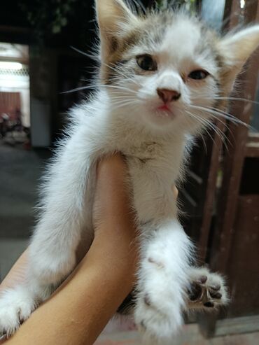 американская жесткошёрстная кошка: Котёнок, короткошёрстный, окраса бело-тигровый (белый с