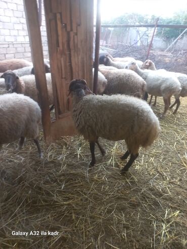Qoyunlar, qoçlar: Qoç satılır .buynuzlu qoç 650 manata beyləqan 1000 manat sonudu.qoyun -da lalafo.az — 8 Qoyunlar, qoçlar: Qoç satılır .buynuzlu qoç 650 manata beyləqan 1000 manat sonudu.qoyun — 8