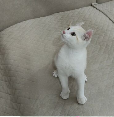 Продажа кошек: Американский кёрл, 3 месяца, Мальчик, Белый, Приучена к лотку — 11