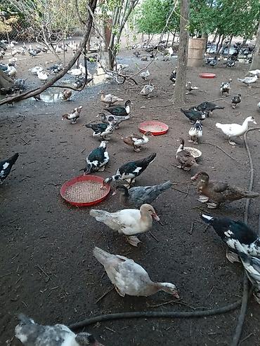 ordek satisi: Muscovy ördəkləri (hind ördəyi) – çoxsaylı sürü Qiymətləri Ferqlidir — 3