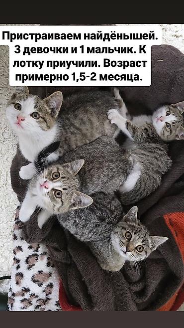породистые котята: Отдам в хорошие заботливые руки — 1