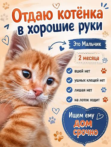 от клещей: Кошка даром: Беспородная, 2 месяца, Девочка, Приучена к лотку — 3