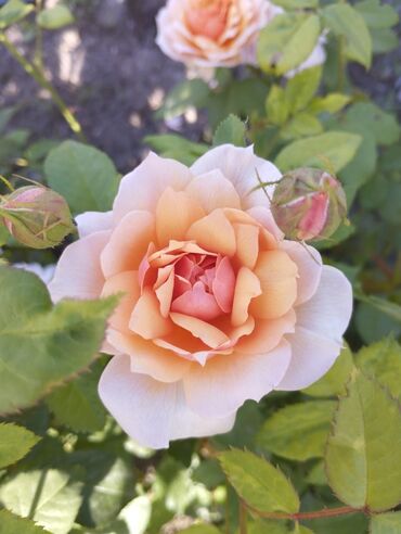 Садовые цветы и кустарники: Садовые розы — срезочные и для посадки Описание: - Разновидности — 21