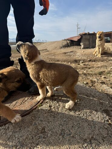 Продажа собак: Кучуктор сатылат Кыргыз доботтун кучуктору сатылат Ысс-Кол областы — 4
