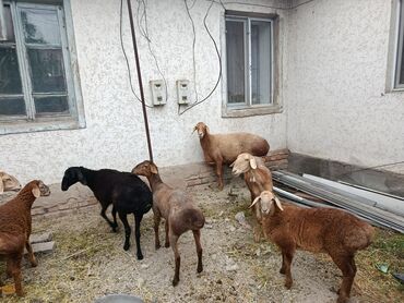 индук ош сатылат: Продаю баранов, 4 матки с ягнятами, 2 больших хороших маток, на lalafo.kg да индук ош сатылат: Продаю баранов, 4 матки с ягнятами, 2 больших хороших маток, на