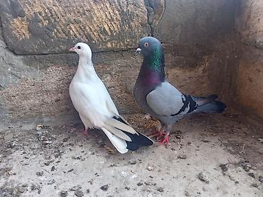 ordək balası və cucə: Gorduyunuz heyvanlar satılır hazır cute dusubler qaraquyrug 2 gundu — 2