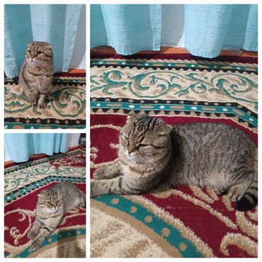 стрижка кошек с выездом на дом: Шотландская вислоухий кот (Scottish Fold) 1,4 года, мальчик не
