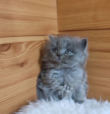 срочно продаю в связи с переездом: Скотиш Страйт (Шотландиялык тик кулактуу), 2 айлык, Ургаачы, Көгүлтүр