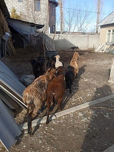 Баран, овца: Продаю | Ягненок | Для разведения — 8