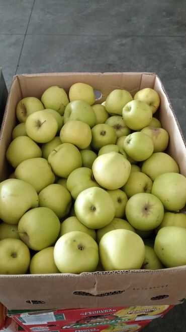 Яблоки: Яблоки — 13