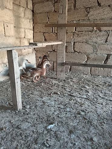 mandarinka ordek satilir: Satılır: ördək balaları (xırdabuynuzlu təsərrüfat üçün) - Növ: ev — 1