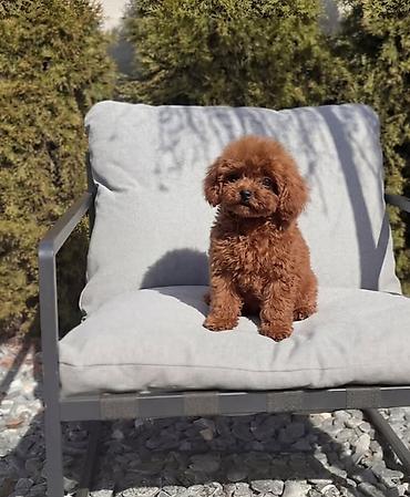 it pitbull: Pudel, 2 ay, Sənədli — 1