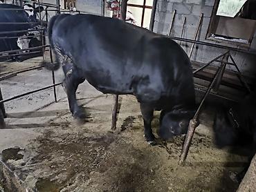 продам кента: Продаю | Бык (самец) | Ангус | На откорм | Привязанные — 3