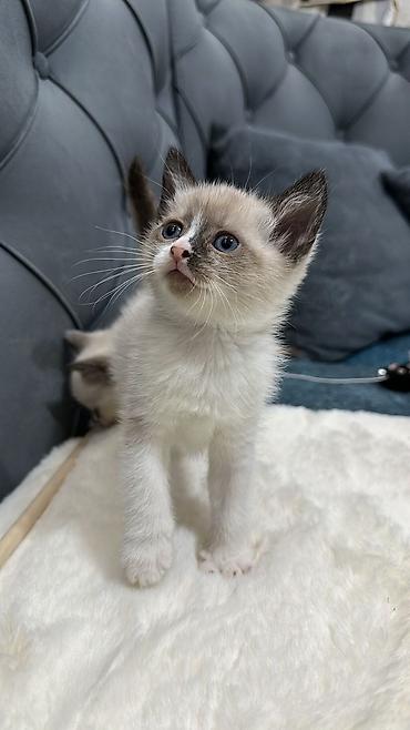 Pişiklər: Siam — 2