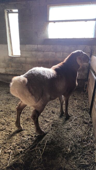 Бараны, овцы: Продаю | Баран (самец) | Арашан | Для разведения | Племенные — 2