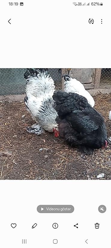 Toyuqlar: Toyuq, Brama, Damazlıq — 5