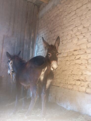 лежанка для животных: Башка жаныбарлар