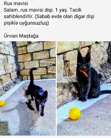 Rus mavisi, Dişi, Yaxşı əllərə, Ünvandan götürmə lalafo.az -da Rus mavisi, Dişi, Yaxşı əllərə, Ünvandan götürmə