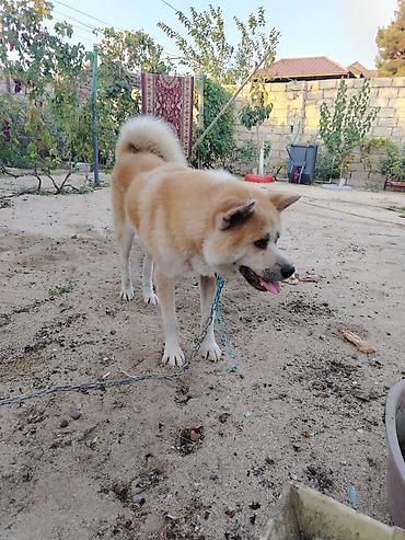yapon iti: Akita-inu, Erkək, Ünvandan götürmə — 3